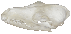 Brązowomedalowa czaszka lisa